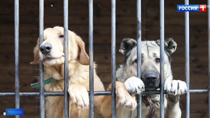 "Счастье с доставкой на дом": как помочь животным, оставшимся без опеки из-за пандемии