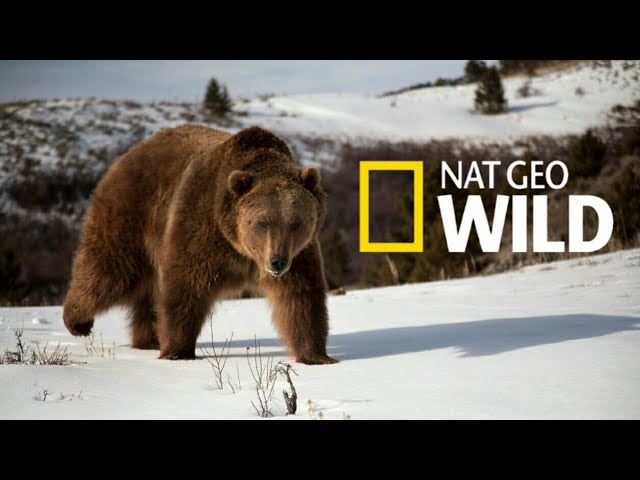 Nat Geo Wild: Дикая природа России Wildlife in Russia   National Geographic 4K Ultra HD