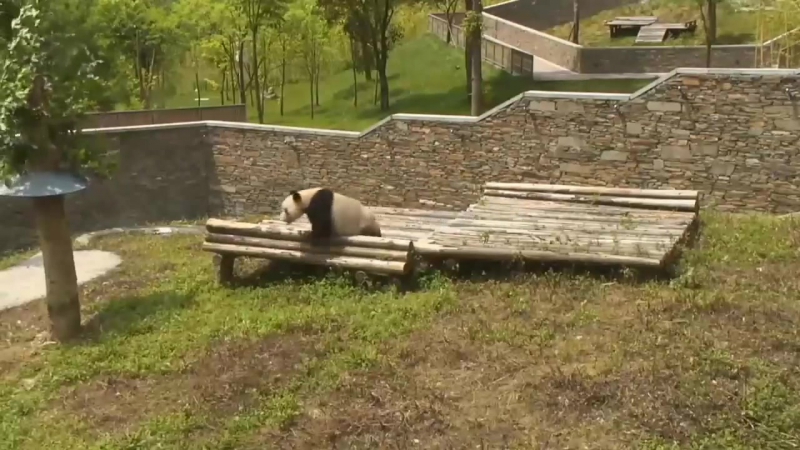 Панда без забот
