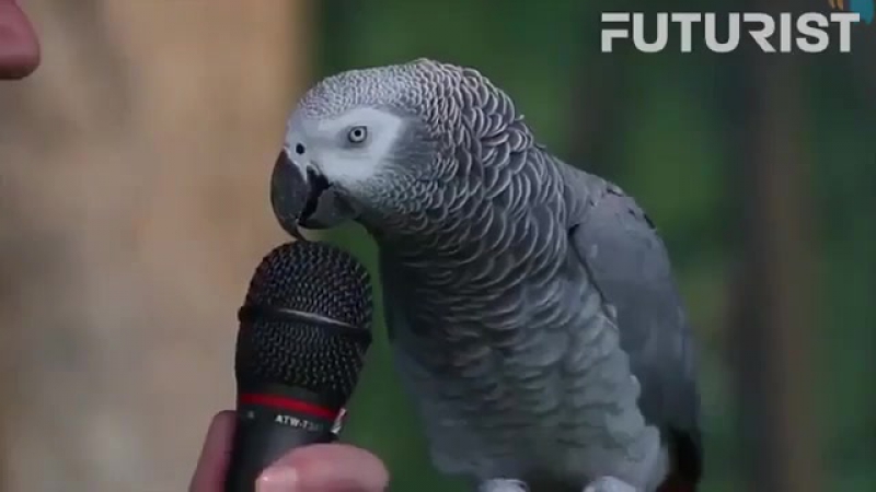 Самый умный попугай