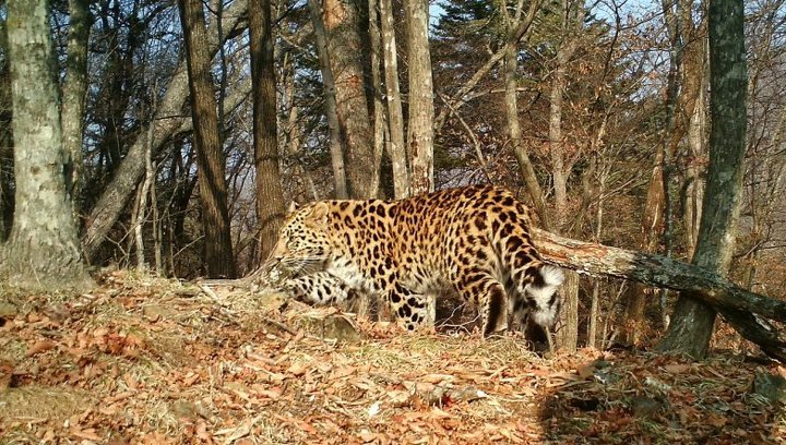 Спасенному дальневосточному леопарду прописали особую диету
