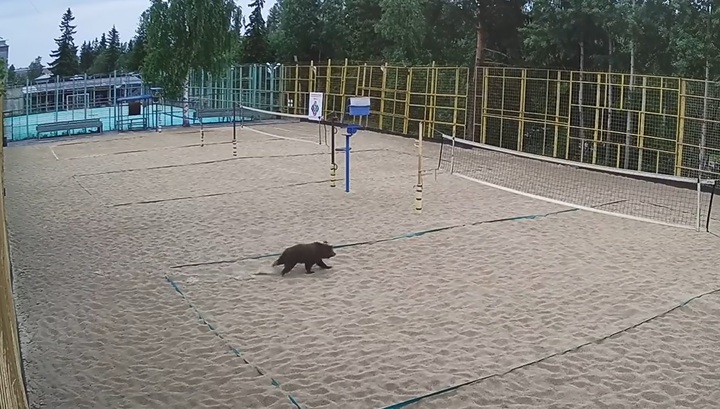 Медведь устроил забег по спортивной площадке в Петрозаводске. Видео