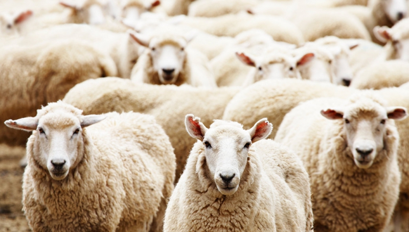 Американской базе ПРО в Румынии угрожает стадо овец