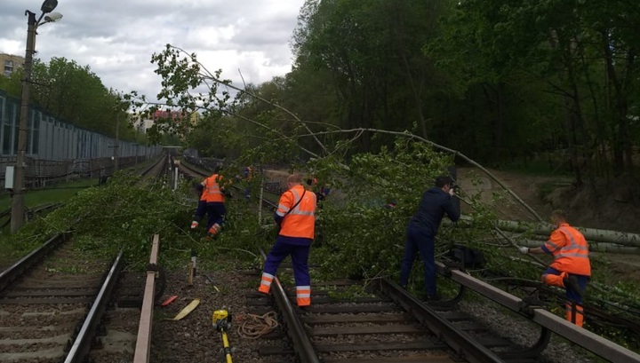 Упавшее дерево заблокировало движение на участке Филевской линии московской подземки