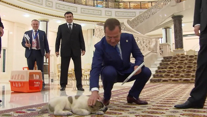 Медведеву подарили щенка алабая
