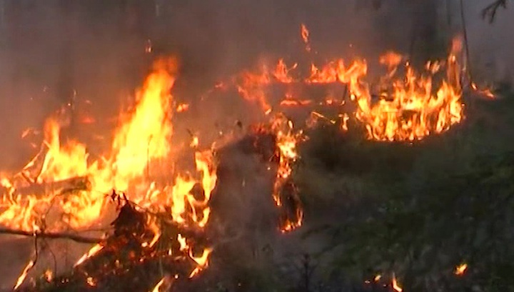 В России горят леса на площади в 43 тысячи гектаров