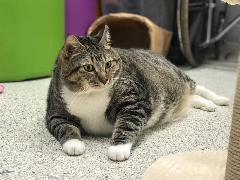В США через Фейсбук нашли хозяина толстому коту по кличке Пончик