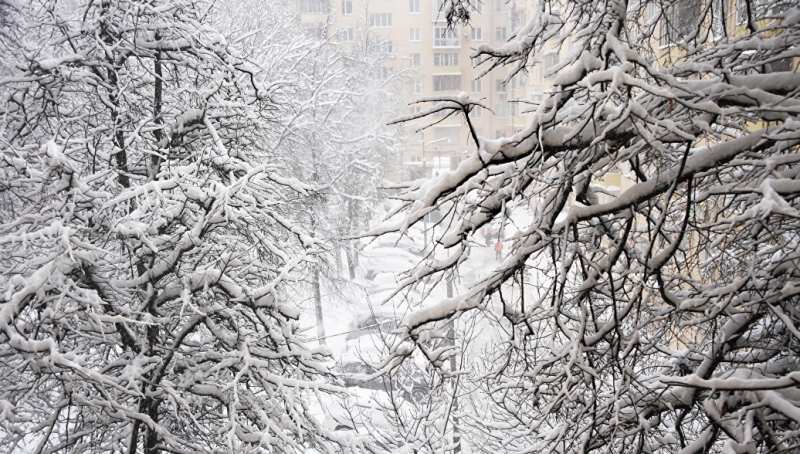 В Москве из-за снега и льда упали семь деревьев
