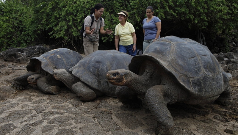 На Галапагосских островах похитили более сотни слоновых черепах