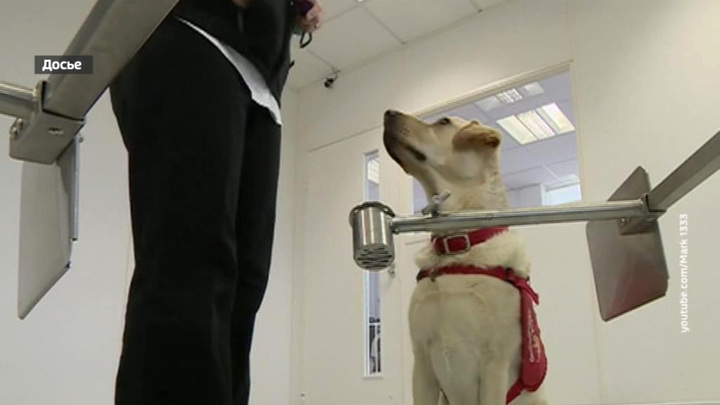 Медицинских собак учат выявлять людей с коронавирусом