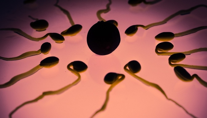 Сенсационное открытие: яйцеклетка человека сама выбирает себе "мужчин"