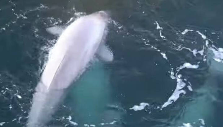 Выпущенные из "китовой тюрьмы" белухи перезимовали в акваториях Находки и Владивостока