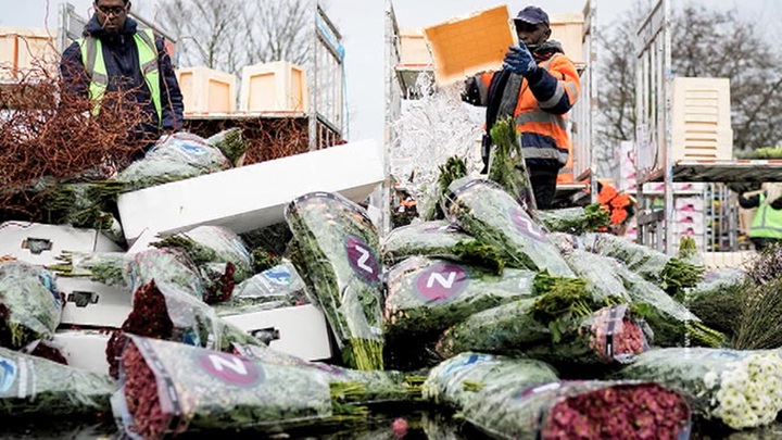 Продажи упали до нуля: в Нидерландах из-за коронавируса уничтожают тысячи цветов