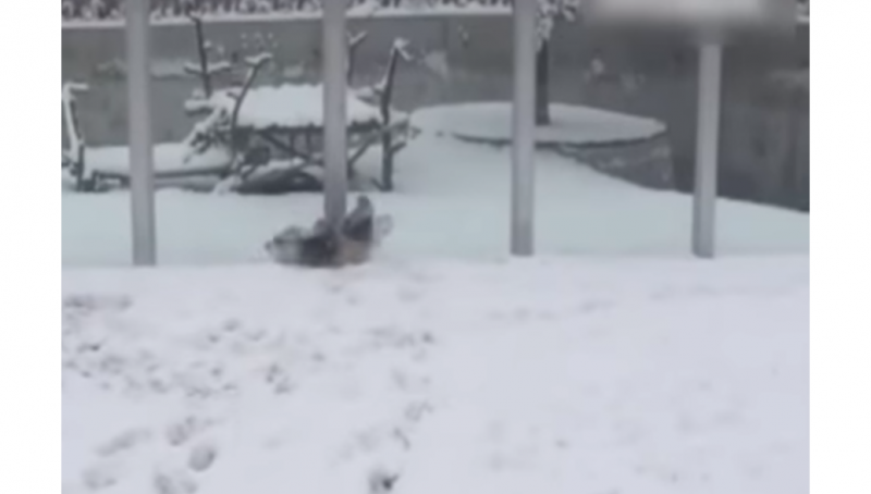 Как ребенок: обрадовавшаяся первому снегу панда покорила соцсети