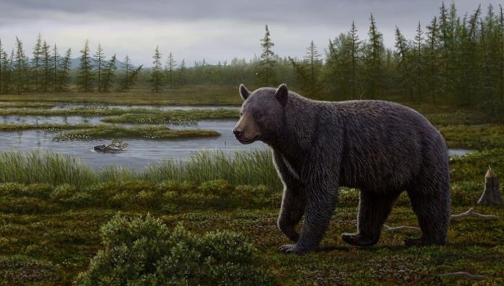 Древние медведи-сладкоежки страдали от кариеса миллионы лет назад