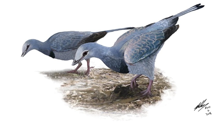 Палеонтологи обнаружили уникальные лёгкие птицы возрастом 120 миллионов лет
