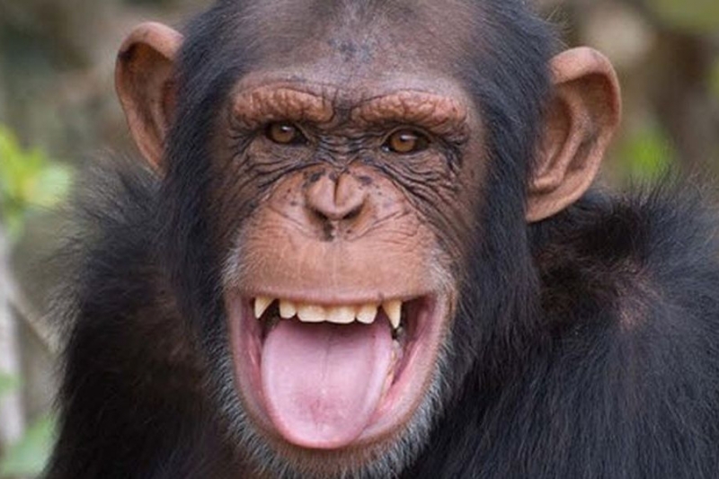 Шимпанзе-пользователь смартфона вызвал бурную реакцию общественности