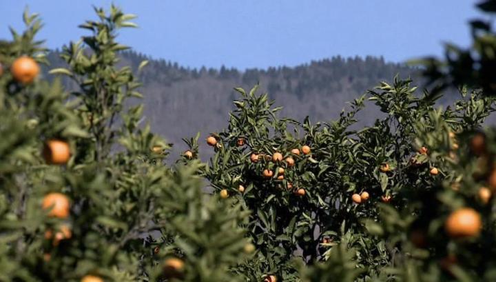 Солнечные фрукты к новогоднему столу: Абхазия собирает урожай мандаринов