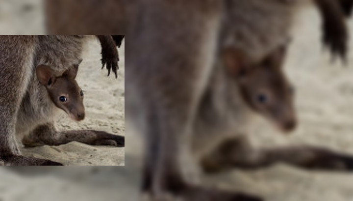 Барнаульский зоопарк приглашает взлянуть на новорожденного кенгуру