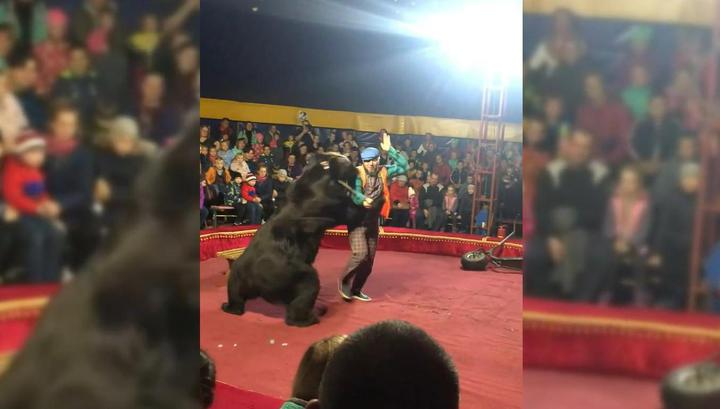 Администратор цирка обвинила зрителей в нападении медведя на дрессировщика