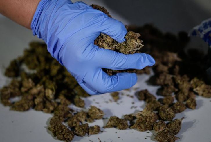 Полиция Кипра конфисковала 57 кг марихуаны
