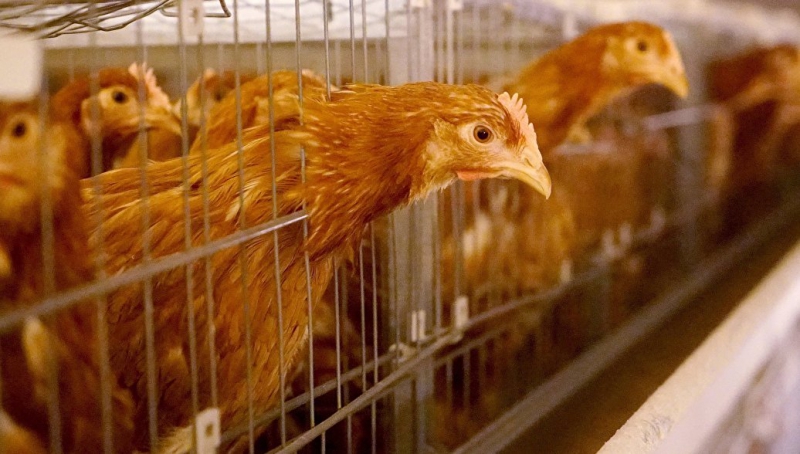 Ростуризм предупредил о вспышке птичьего гриппа в Китае