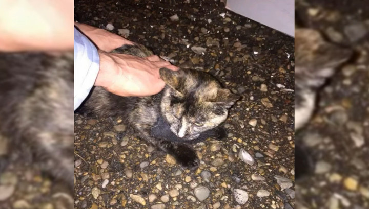 В Татарстане задержали кошку-наркокурьера