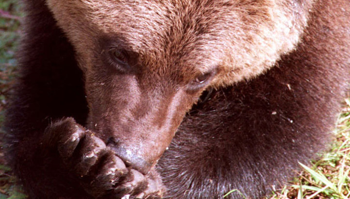 Медвежонок загнал туристов на "Чертов палец"