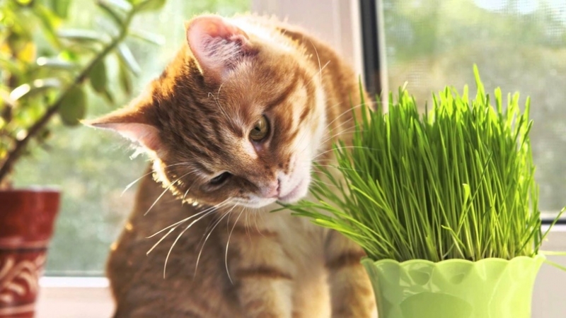 Ученые выяснили, почему кошки едят траву