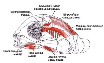 Анатомия Асан