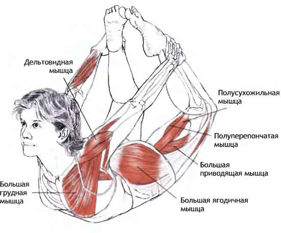 Анатомия Асан