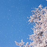 Весеннее цветение сакуры