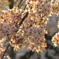 Весеннее цветение сакуры