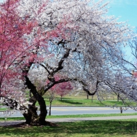 Весеннее цветение сакуры