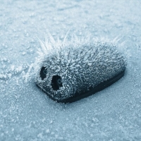 30 фото о том, что зима творит чудеса покруче фото...