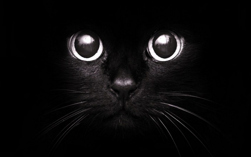 17 ноября - День черной кошки