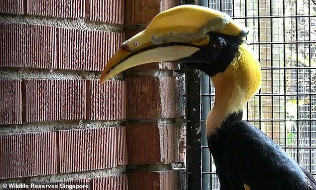 Птице спасли жизнь с помощью 3D-технологий
