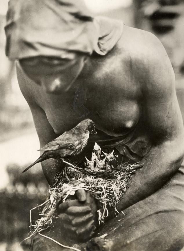 Гнездо дрозда, свитое в сложенных руках статуи на кладбище в Берлине, Германия, 1932 год