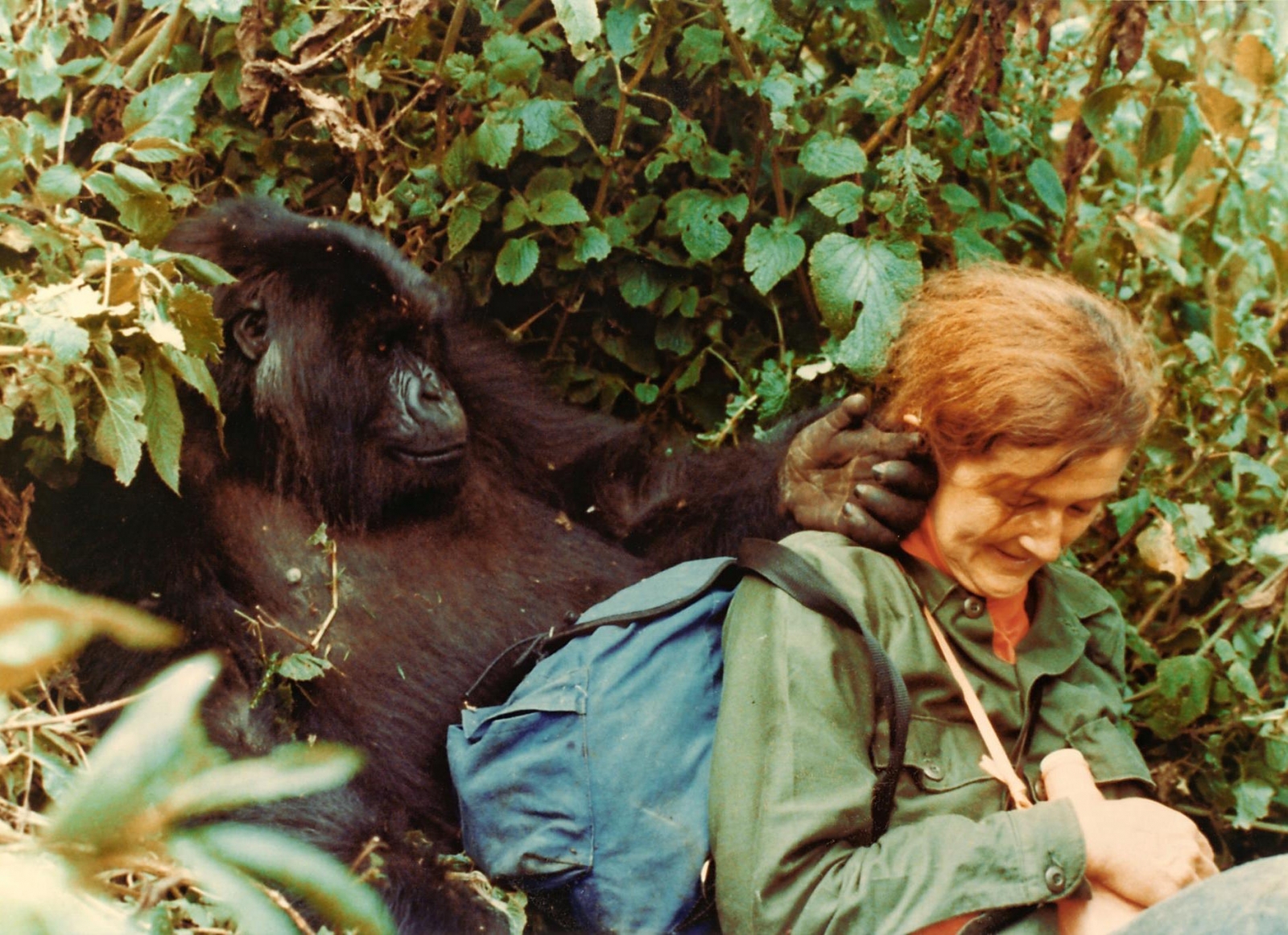 Дайан Фосси, ведущий специалист по исследованию горных горилл, Руанда, 1980-е