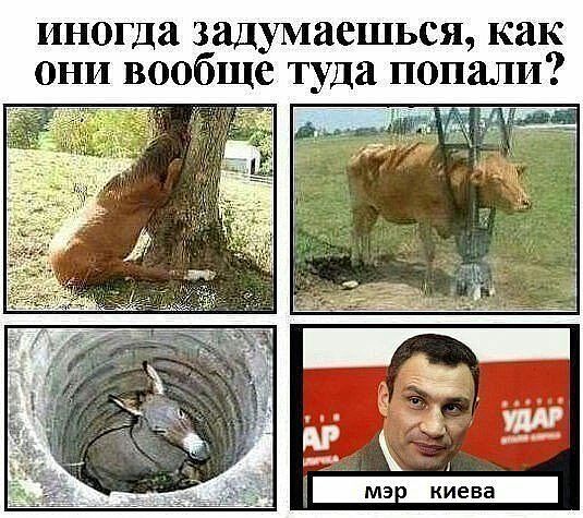 Кличко цитаты