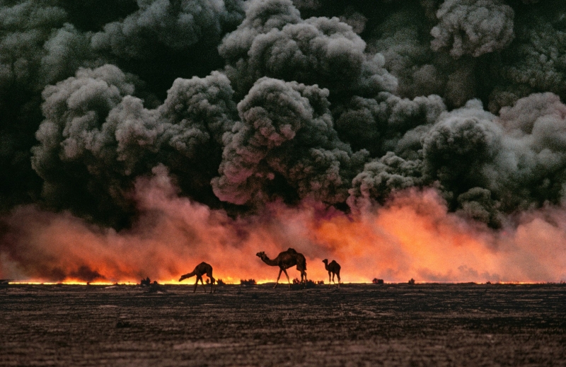 Верблюды и нефтяные поля, Кувейт