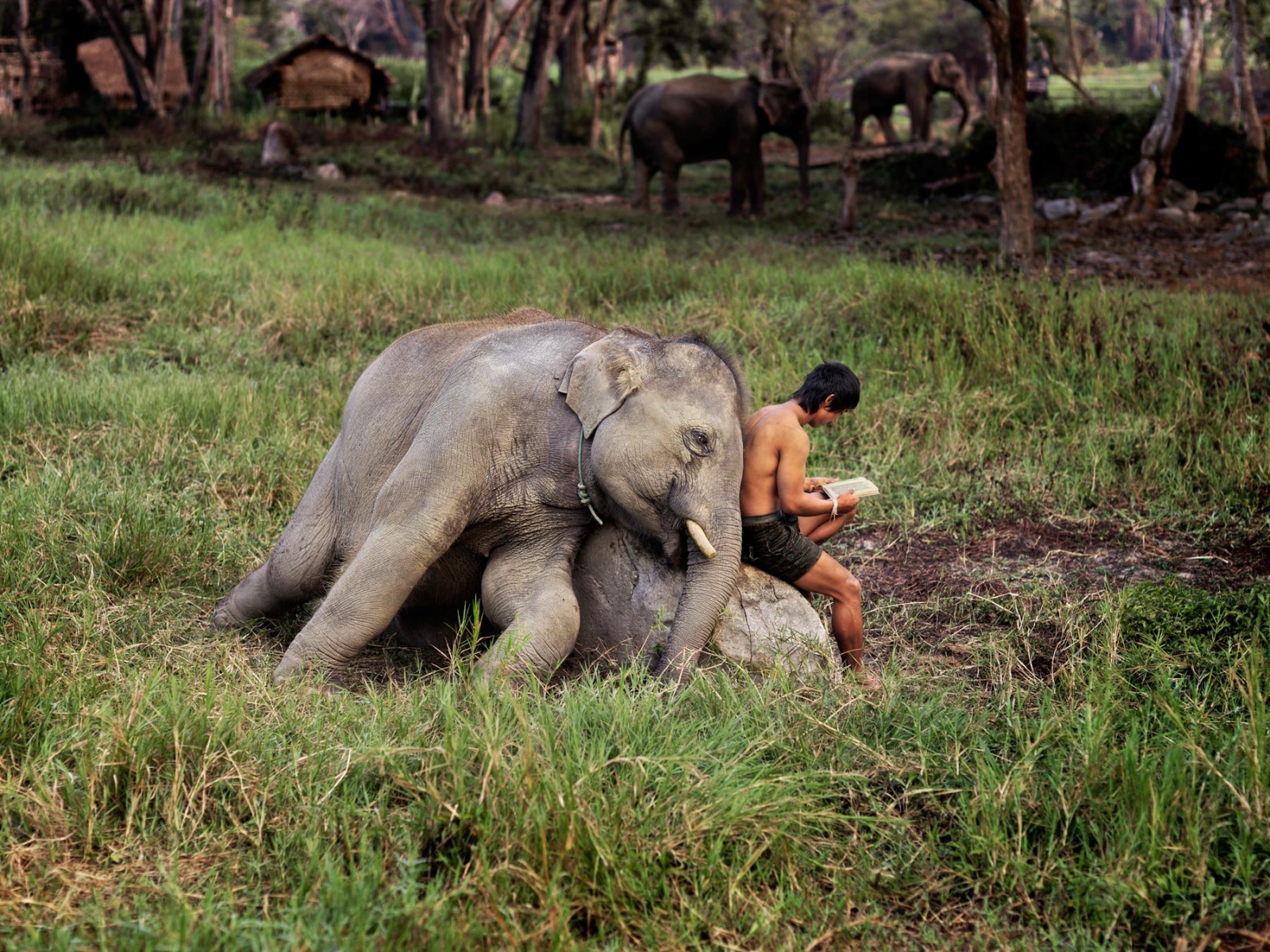 Слон и читающий человек, Таиланд