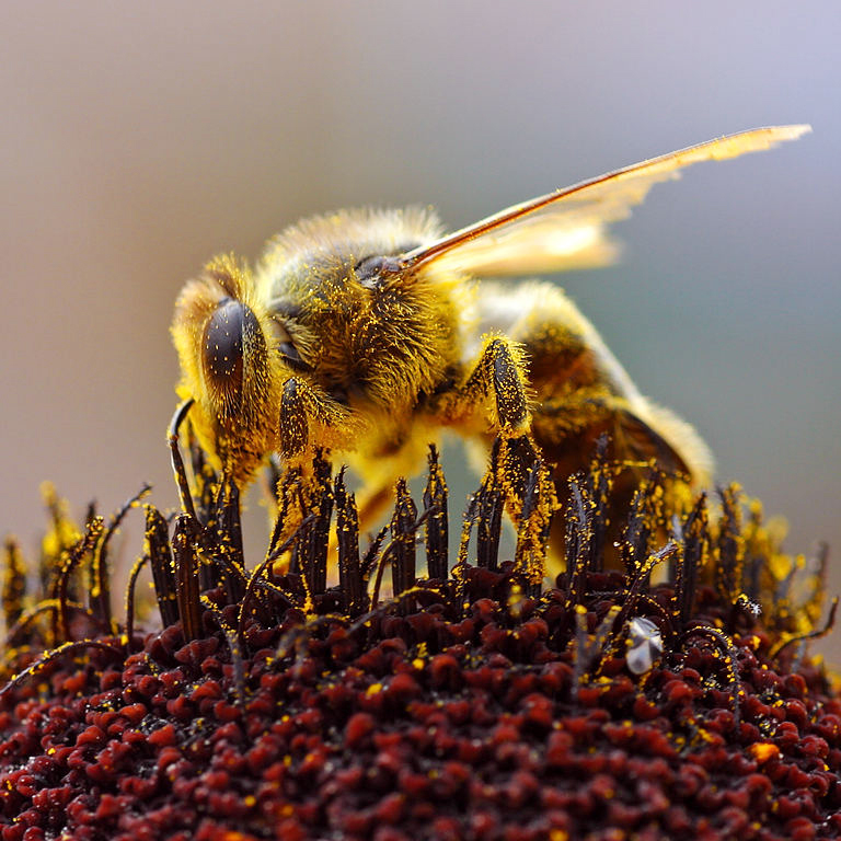 В России массово гибнут пчелы