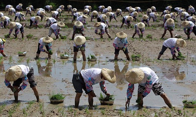 Самая массовая посадка риса
