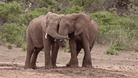 Слоны — единственные животные, у которых есть ритуал захоронения