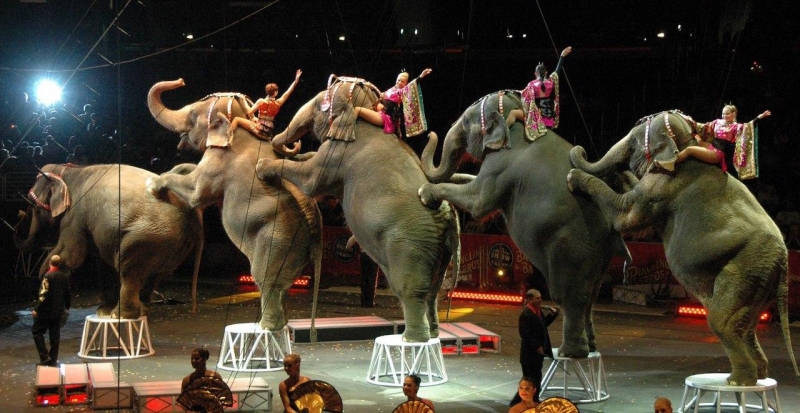 Работа в цирке и цирковые животные – правда изнутри