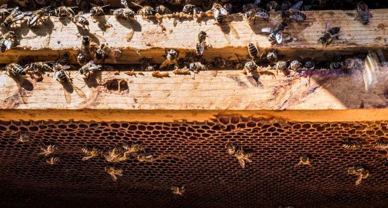 Что такое мед?