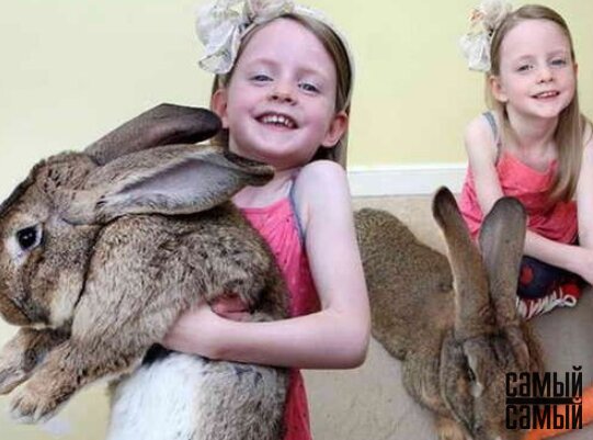 Кролик весом 25 кг из Великобритании попал в Книгу рекордов Гиннеса