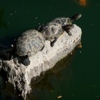 COLOMOS GUADALAJARA