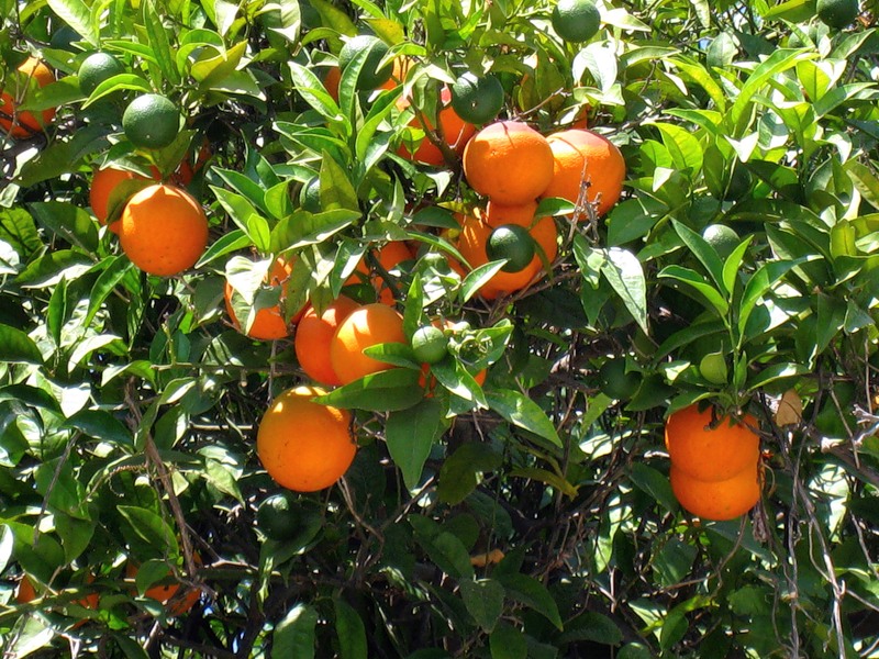 Запах жасмина апельсиновых деревьев